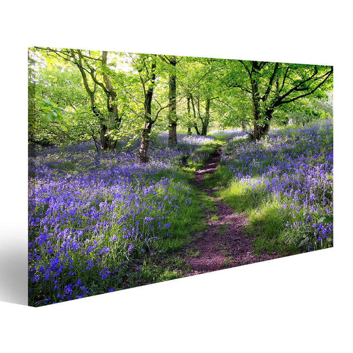 islandburner Bild auf Leinwand Blaue Glocken Blumenwiese In Schottland Bilder Wandbilder Poster Lein