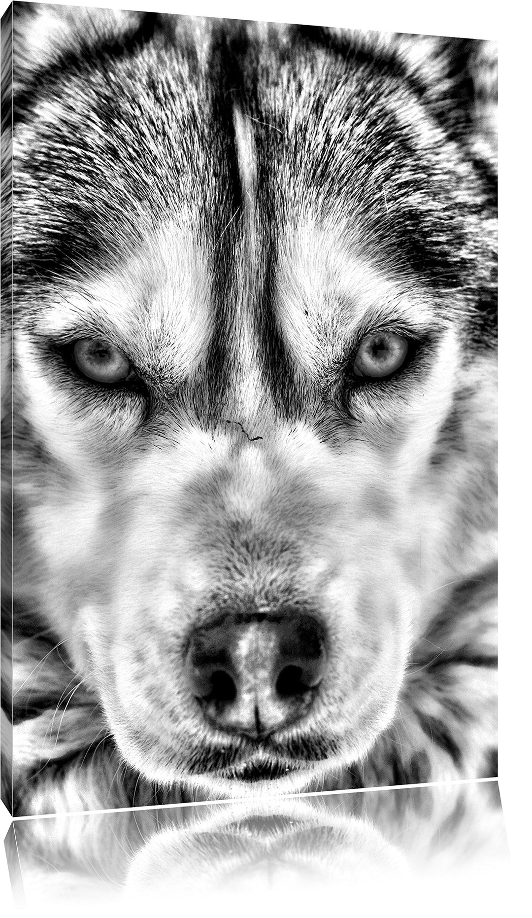 Monocrome, Husky, Format: 100x70 auf Leinwand, XXL riesige Bilder fertig gerahmt mit Keilrahmen, Kun