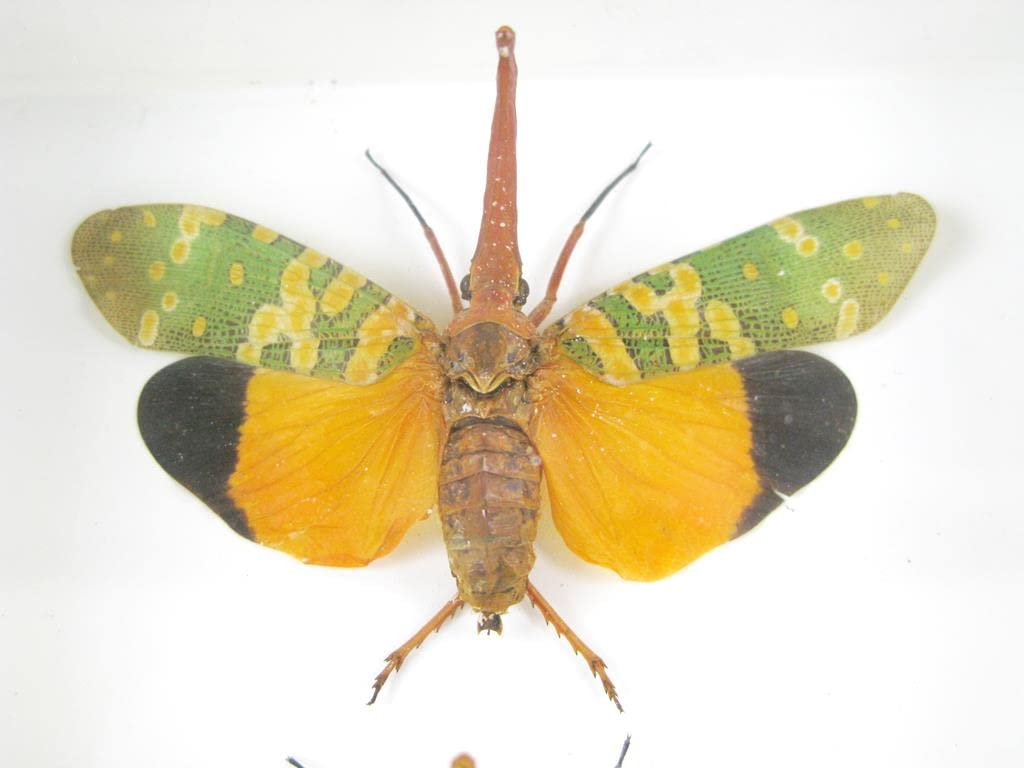 Echte exotische riesige Käfer, Insekten und Krabbler im Schaukasten - Insekten - Taxidermie (3x Pyro