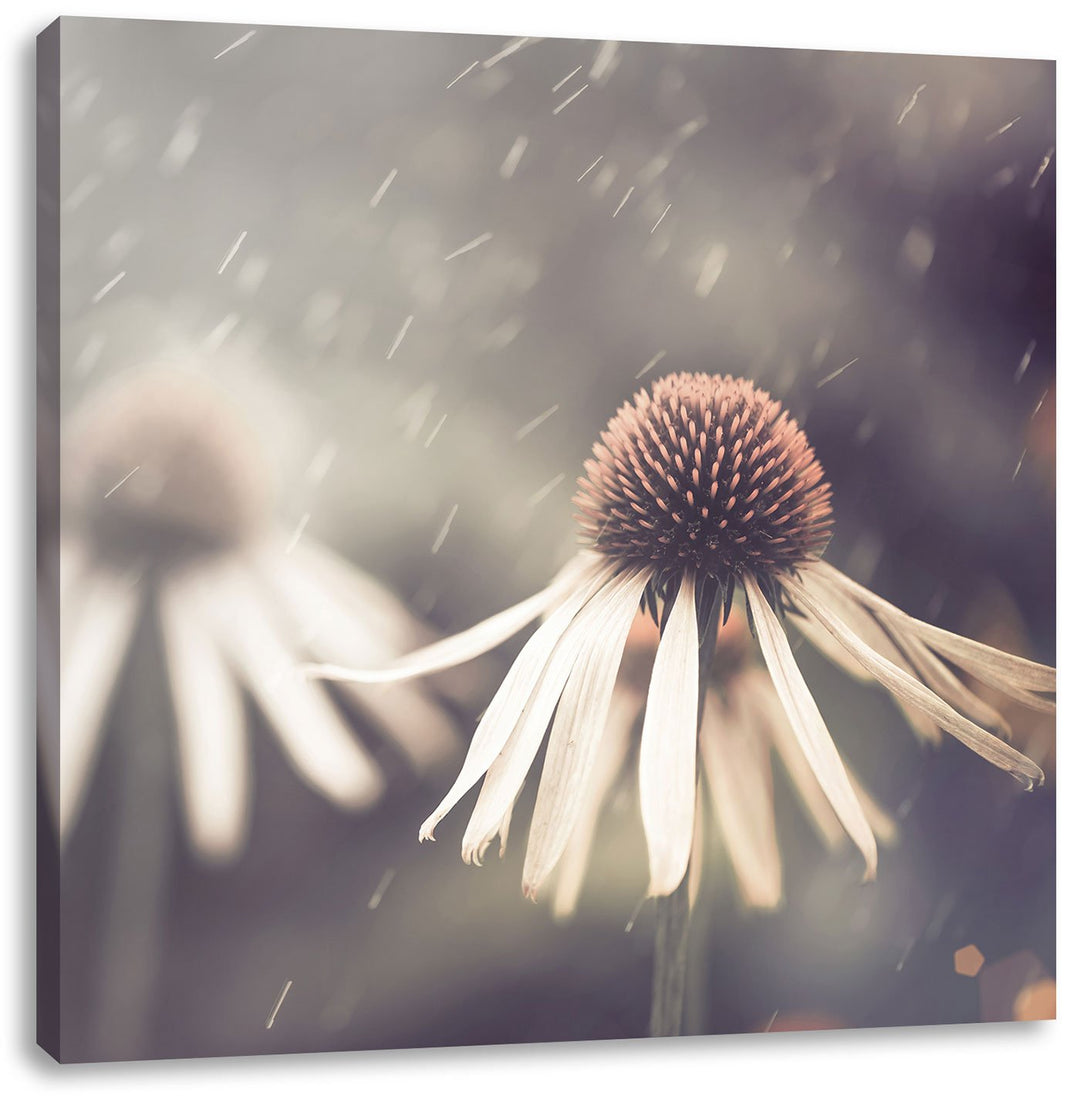 Pixxprint Blumen im Regen als Leinwandbild/Grösse: 70x70 cm/Wandbild/Kunstdruck/fertig bespannt, 70x