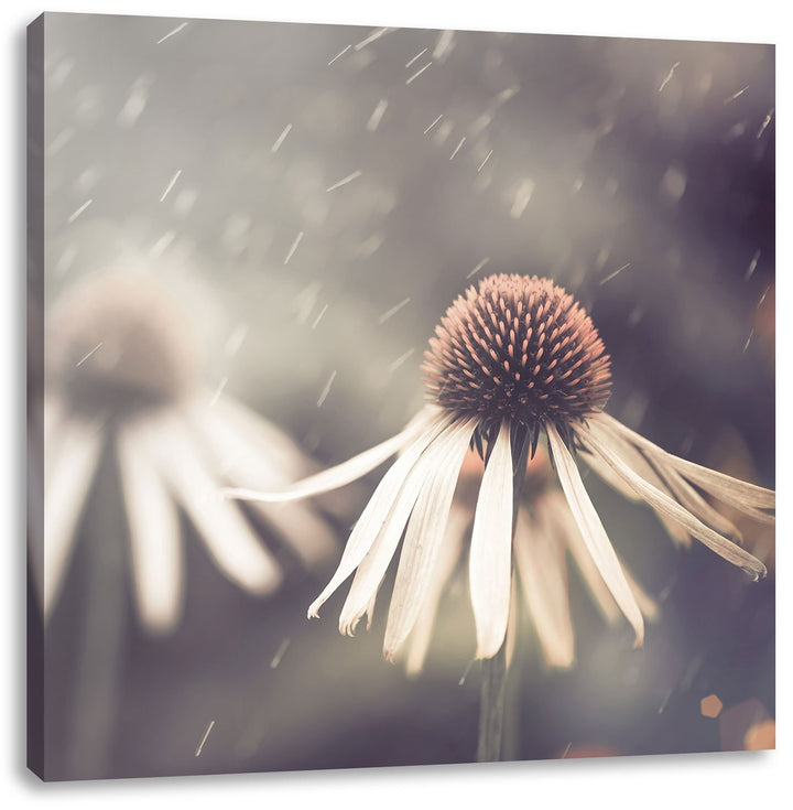 Pixxprint Blumen im Regen als Leinwandbild/Grösse: 70x70 cm/Wandbild/Kunstdruck/fertig bespannt, 70x