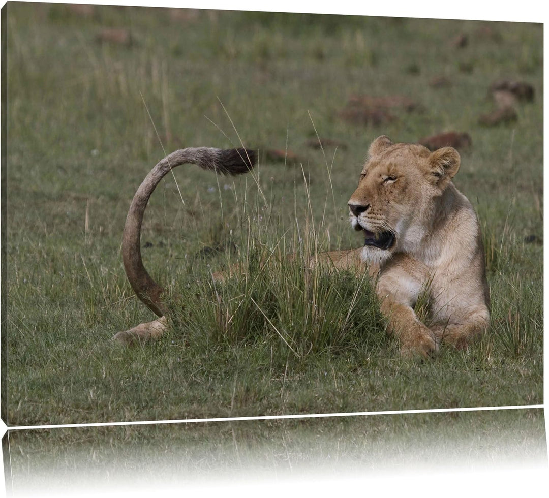 Löwin entspannt im Gras Leinwand, XXL riesige Bilder fertig gerahmt mit Keilrahmen, Kunstdruck auf W