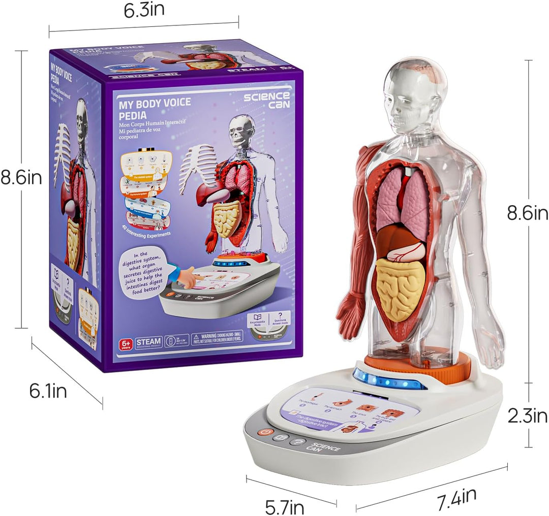 Science Can Anatomiemodell für Kinder, Menschliche Körper Set, Interaktive Spielzeug - Englisch, 22c
