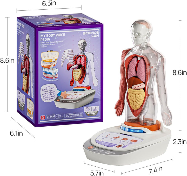 Science Can Anatomiemodell für Kinder, Menschliche Körper Set, Interaktive Spielzeug - Englisch, 22c