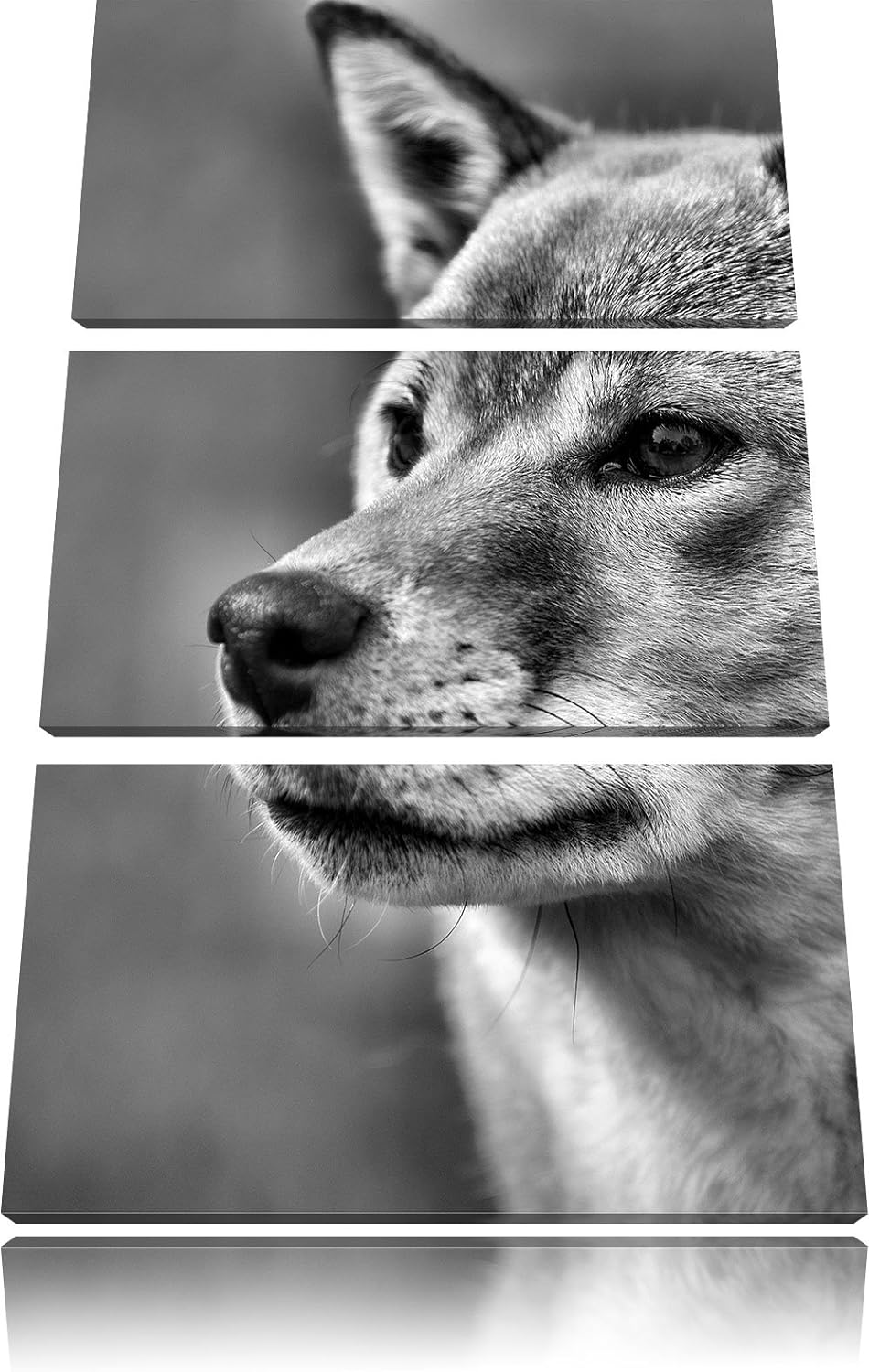 Pixxprint Finnen-Spitz Hund im Gras als Leinwandbild/Grösse: 3 Teilig (120x80) cm/Wandbild/Kunstdruc