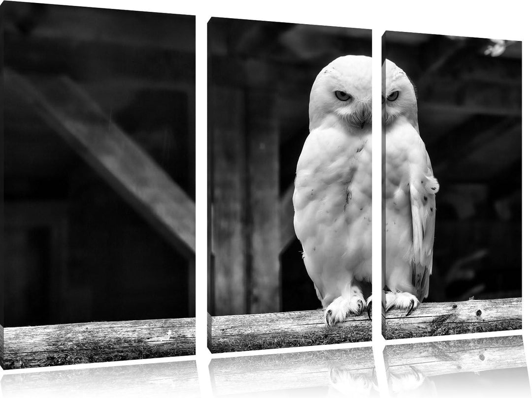 Pixxprint Weisse Schneeeule als Leinwandbild | Grösse: 3 Teilig (120x80) | Wandbild| Kunstdruck | fe