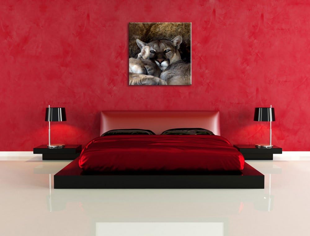 verschlafenes Puma Paar, Format: 70x70 auf Leinwand, XXL riesige Bilder fertig gerahmt mit Keilrahme