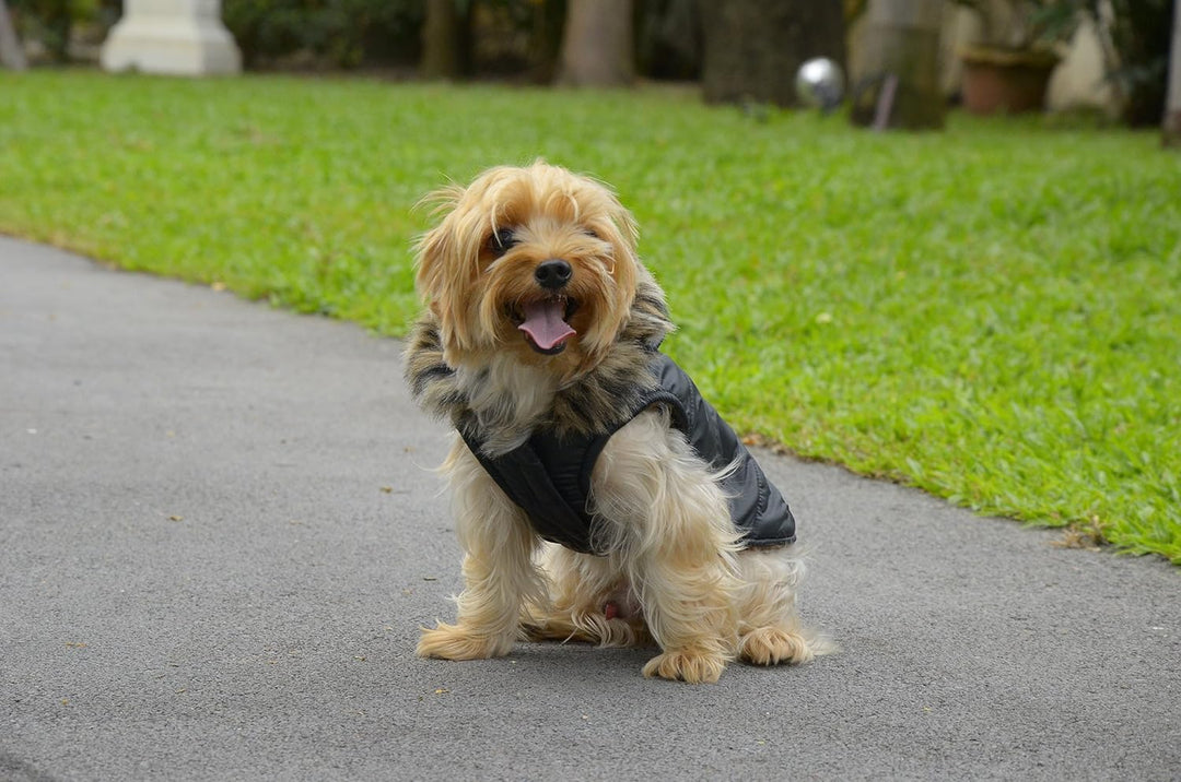 Doggy Dolly W066 Hundejacke mit Kapuze und Kunstfell, schwarz, Wintermantel/Winterjacke, Grösse : M