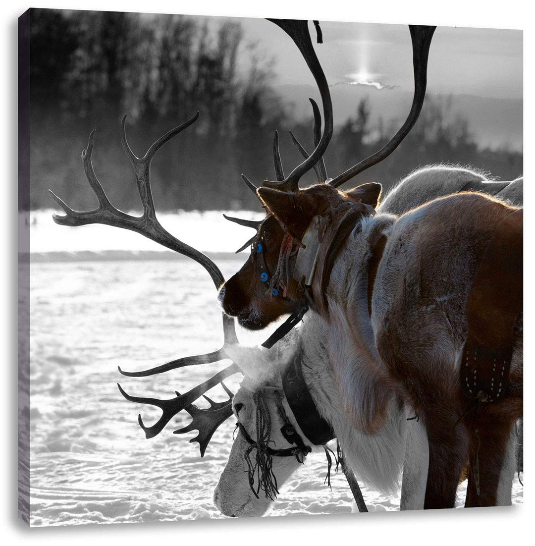 Pixxprint Rentiere im Schnee schwarz/weiss, Format: 70x70 auf Leinwand, 70x70