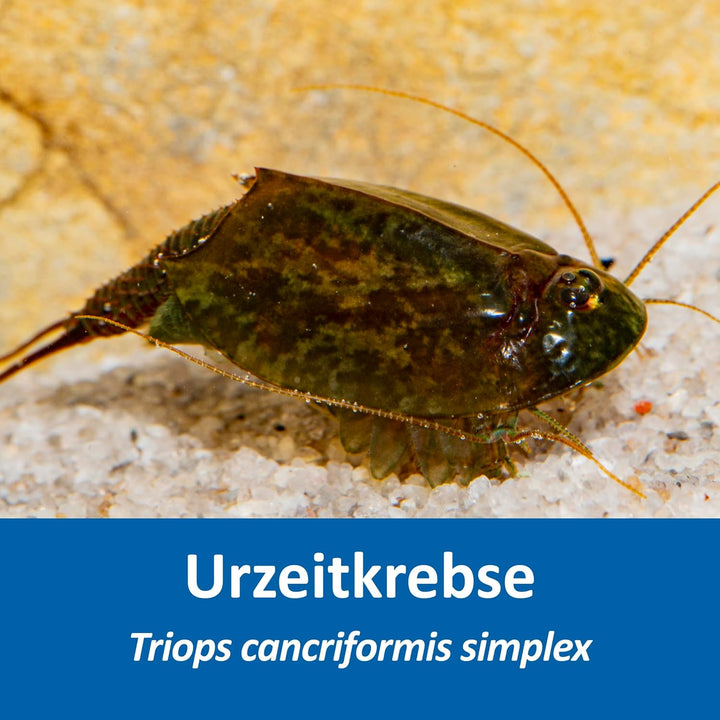Triops cancriformis simplex Starterset: Urzeitkrebse Eier, 2,5 l Aquarium, Zubehör, Futter und Anlei