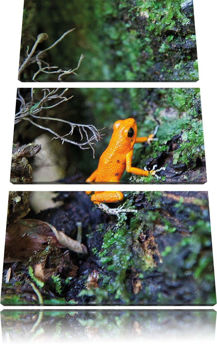 Pixxprint hochgiftiger Kleiner Frosch als Leinwandbild/Grösse: 3 Teilig (120x80) cm/Wandbild/Kunstdr