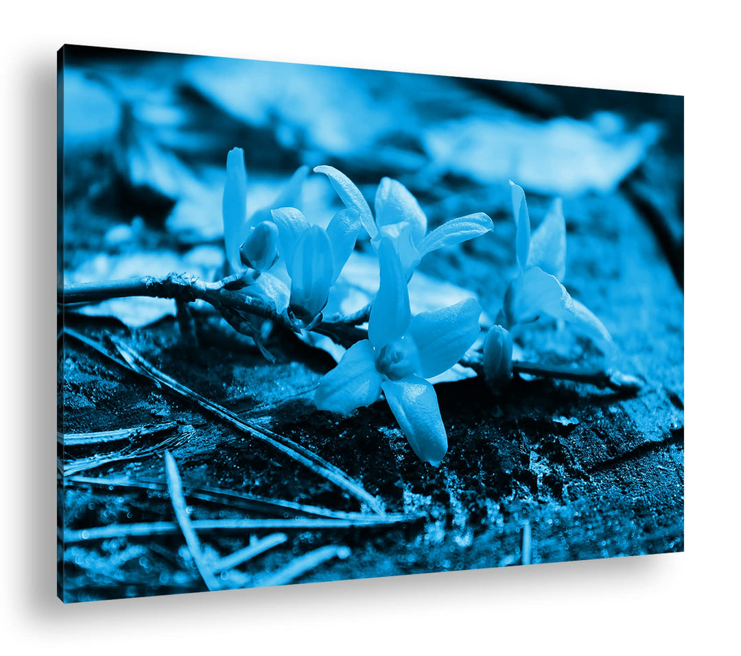 deyoli blühender Osterstrauch Format 80x60 Effekt: Monocrome Blau als Leinwandbild, Motiv fertig ger