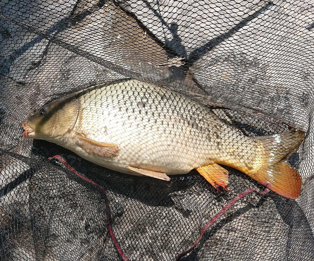 Fischzeux Karpfen Set komplett Profi - Angelset Iconic Karpfenrute 2 teilig 3,60 m, 3,60 m