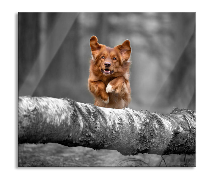 Hund springt über Baumstamm im Wald B&W Detail Herdabdeckplatte & Spritzschutz aus Echtglas | Für He