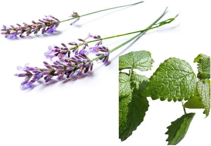 Dufte Momente | Whirlpool Duft 500ml | Lavendel - Melisse | mit naturreinen und natürlichen ätherisc