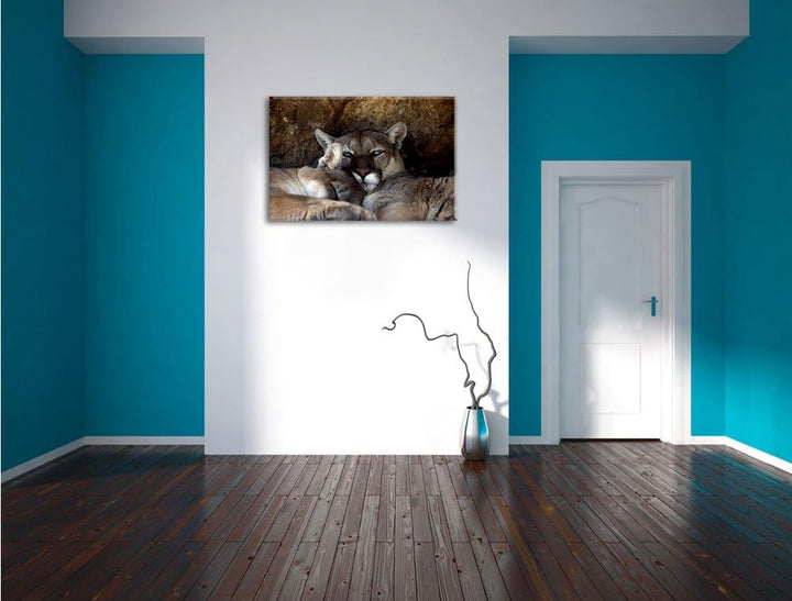 verschlafenes Puma Paar, Format: 100x70 auf Leinwand, XXL riesige Bilder fertig gerahmt mit Keilrahm