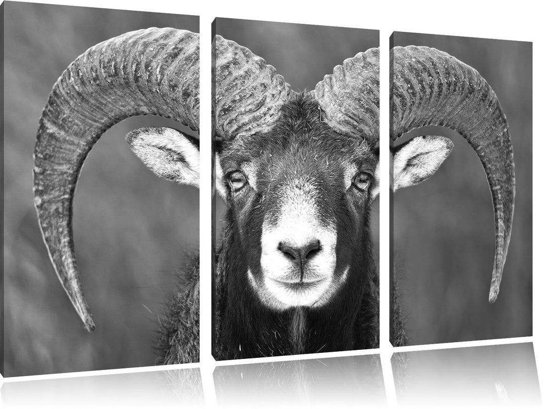 Pixxprint Mufflon Porträt Kunst B&W als Leinwandbild/Grösse: 3 Teilig (120x80) cm/Wandbild/Kunstdruc
