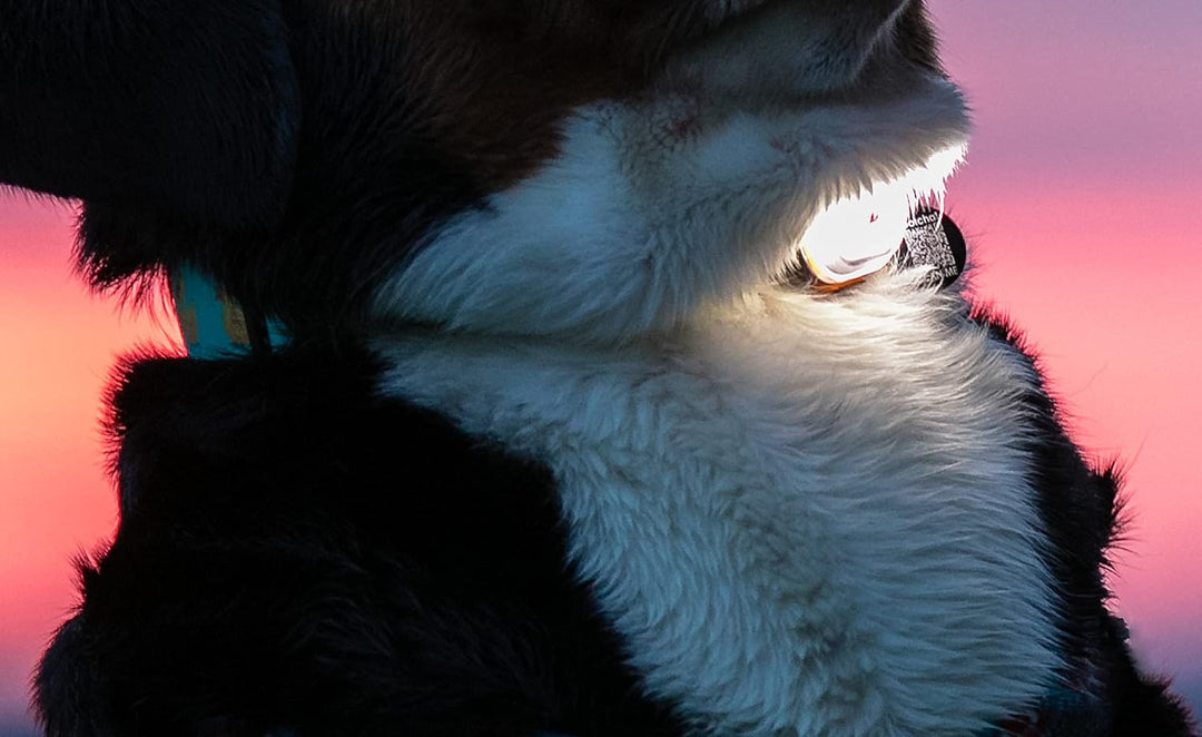Max & Molly 4894512014541 Matrix Ultra LED Licht für Hunde - Katzen - Jogger - Walker - Fahrradfahre