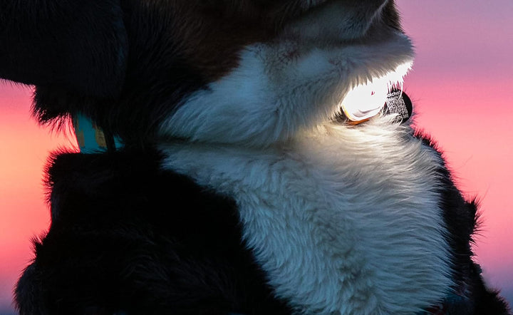 Max & Molly 4894512014541 Matrix Ultra LED Licht für Hunde - Katzen - Jogger - Walker - Fahrradfahre