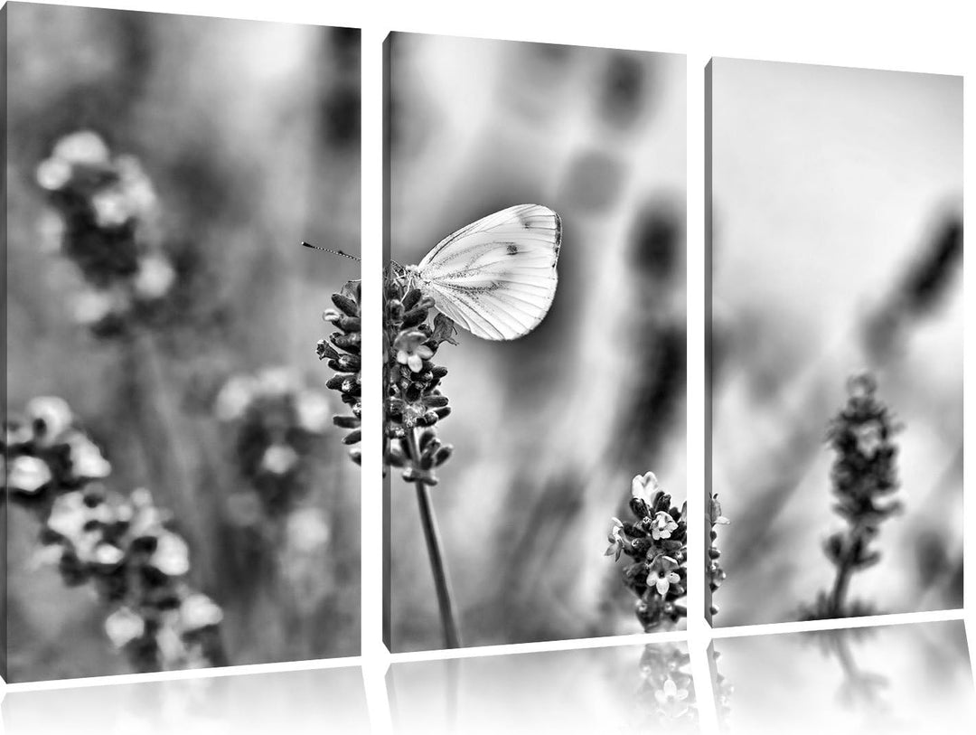 Pixxprint Schmetterling auf Lavendel als Leinwandbild/Grösse: 3 Teilig (120x80) cm/Wandbild/Kunstdru