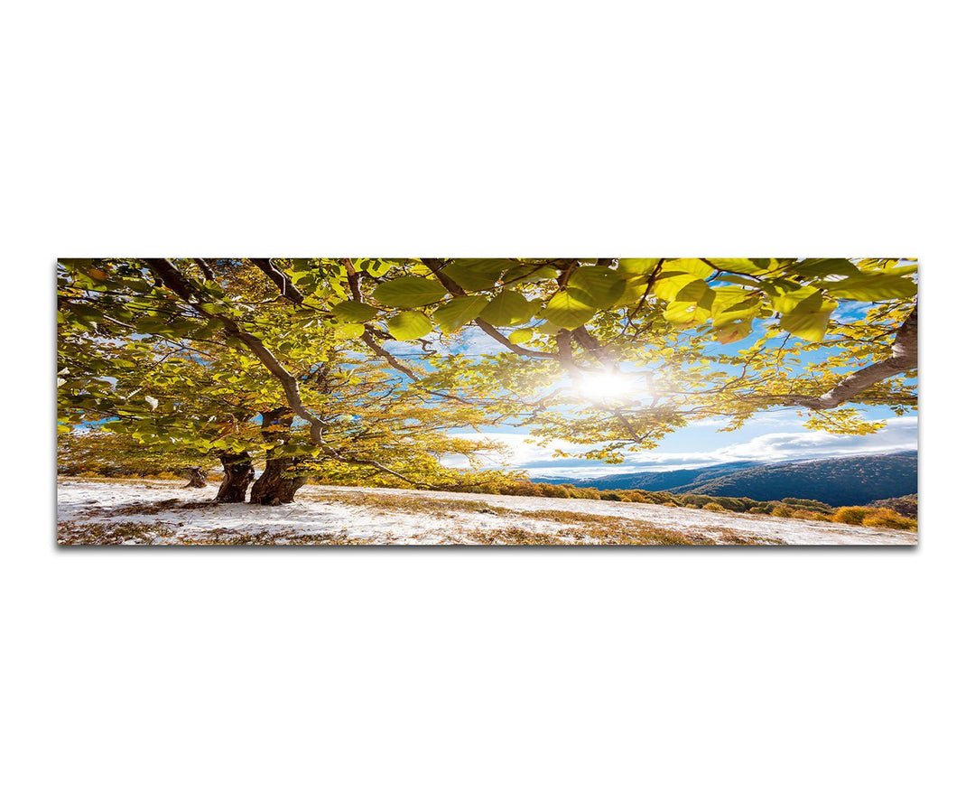 Paul Sinus Art Panoramabild auf Leinwand und Keilrahmen 150x50cm Wald Bäume Sonnenstrahlen Natur