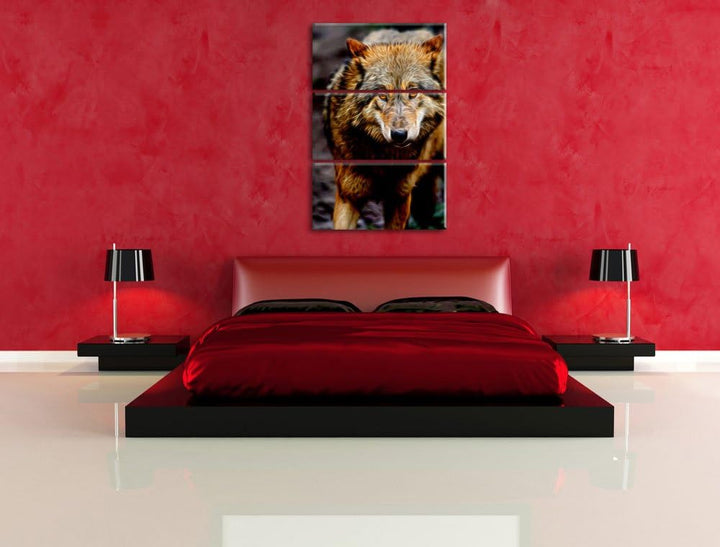 scheuer Wolf Spezial 3-Teiler Leinwandbild 120x80 Bild auf Leinwand, XXL riesige Bilder fertig gerah
