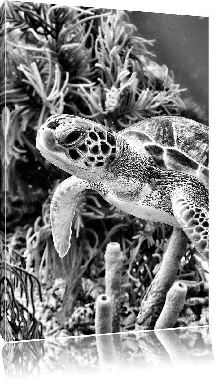 Pixxprint Monocrome, Meeresschildkröte, Format: 100x70 auf Leinwand, 100x70