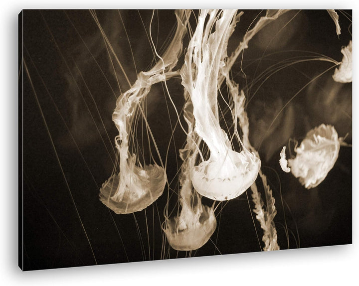 deyoli elegant-schwimmende Quallen Format: 100x70 Effekt: Sepia als Leinwand, Motiv fertig gerahmt a