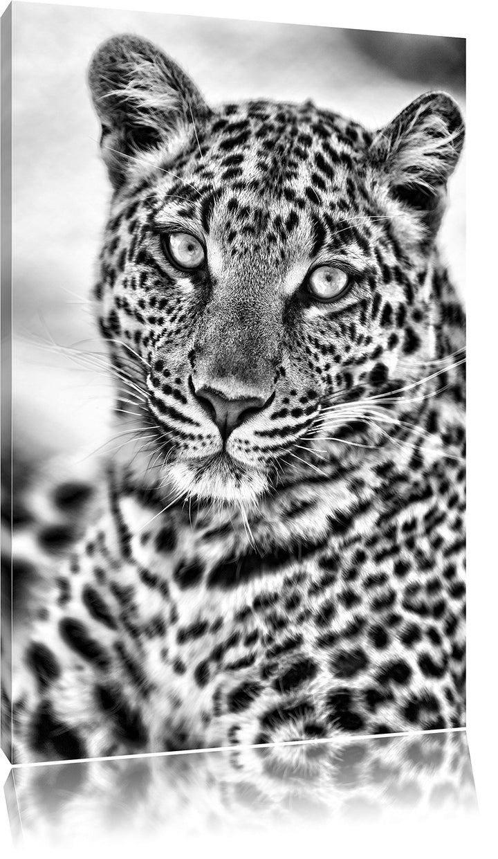 Pixxprint schöner Leopard als Leinwandbild/Grösse: 100x70 / Wandbild/Kunstdruck/fertig bespannt, 100