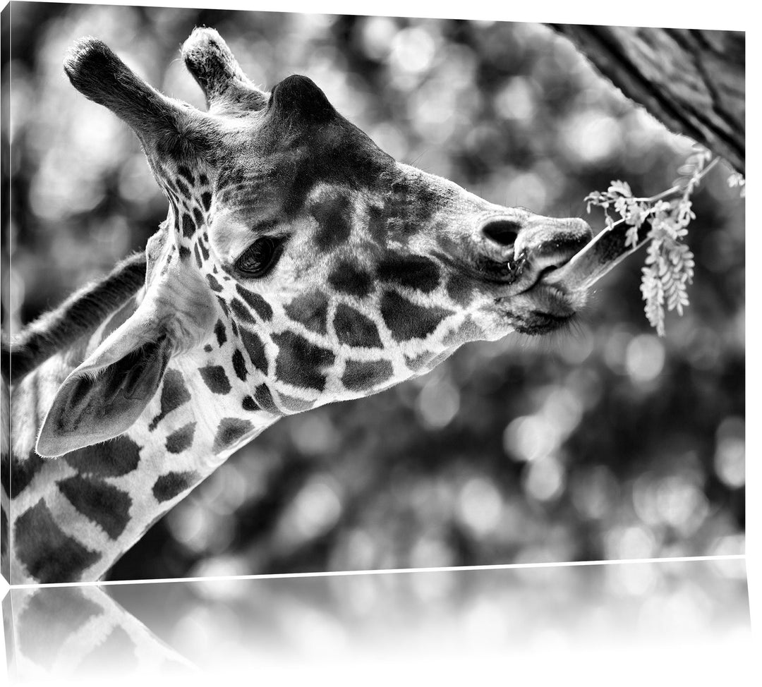 Pixxprint Giraffe Gesicht / 100x70cm Leinwandbild bespannt auf Holzrahmen/Wandbild Kunstdruck Dekora