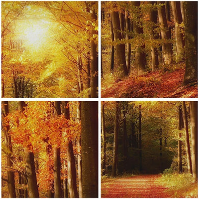 Bilder auf Leinwand 100x70cm Leinwandbild mit Rahmen Pfad Blätter Wald Gross Wanddeko Bild Schlafzim