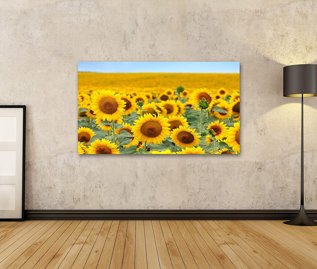 islandburner Bild auf Leinwand Schönes Sonnenblumenfeld Im Sommer Bilder Wandbilder Poster Leinwand