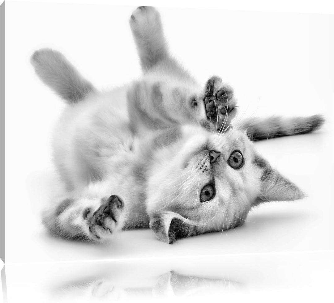 Monocrome, Kleine Katze, Format: 100x70 auf Leinwand, XXL riesige Bilder fertig gerahmt mit Keilrahm