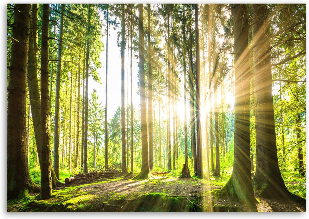 Feeby Bilder Wald Baum Sonne 70x50 cm Wohnzimmer Schlafzimmer Büro Flur Küche Wandbilder Modern Bild