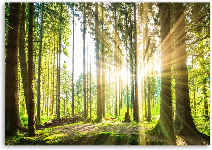 Feeby Bilder Wald Baum Sonne 70x50 cm Wohnzimmer Schlafzimmer Büro Flur Küche Wandbilder Modern Bild