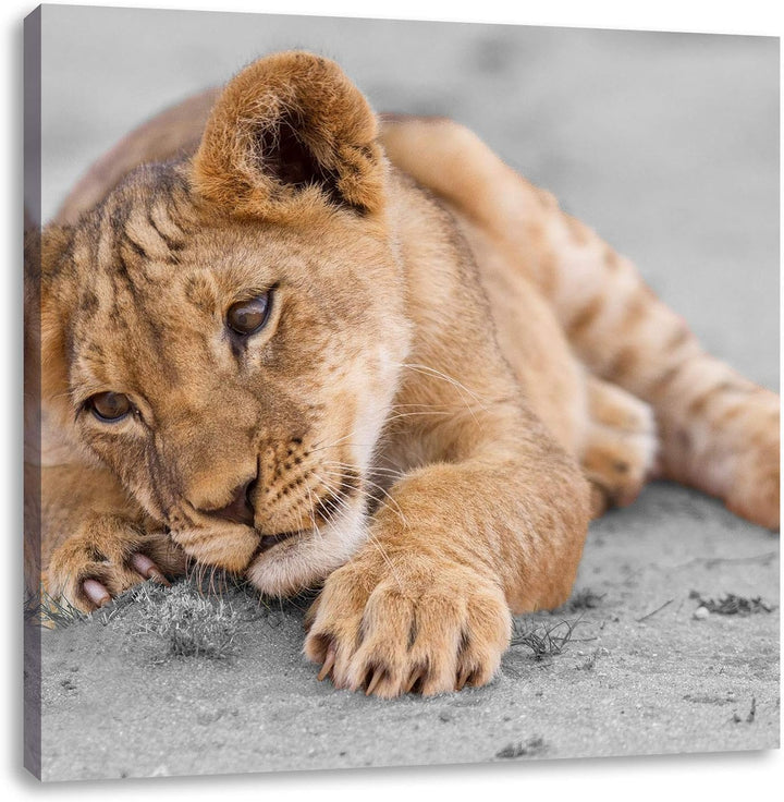 Pixxprint süsses Löwenbaby spielt schwarz/weiss, Format: 70x70 auf Leinwand, 70x70