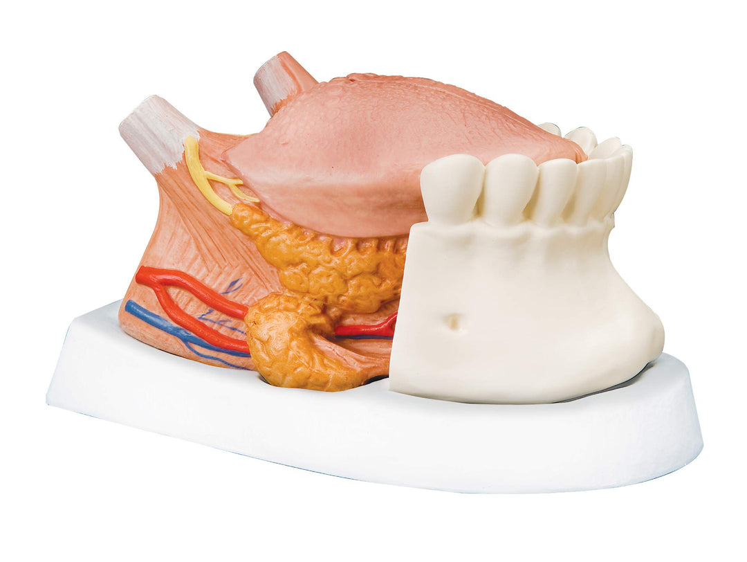 3B Scientific menschliche Anatomie - Zungenmodell, 2.5-fache Grösse, 4-Teilig + kostenlose Anatomie