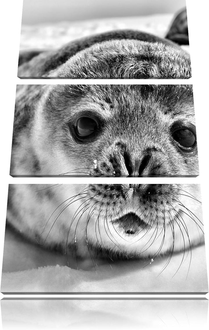 Pixxprint Süsses Robben Baby als Leinwandbild/Grösse: 3 Teilig (120x80) cm/Wandbild/Kunstdruck/ferti