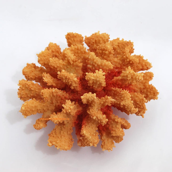 Steinkoralle,15 x14 x8 cm, SPS, Aquarium Meerwasser Korallen, Blumenkohl orange
