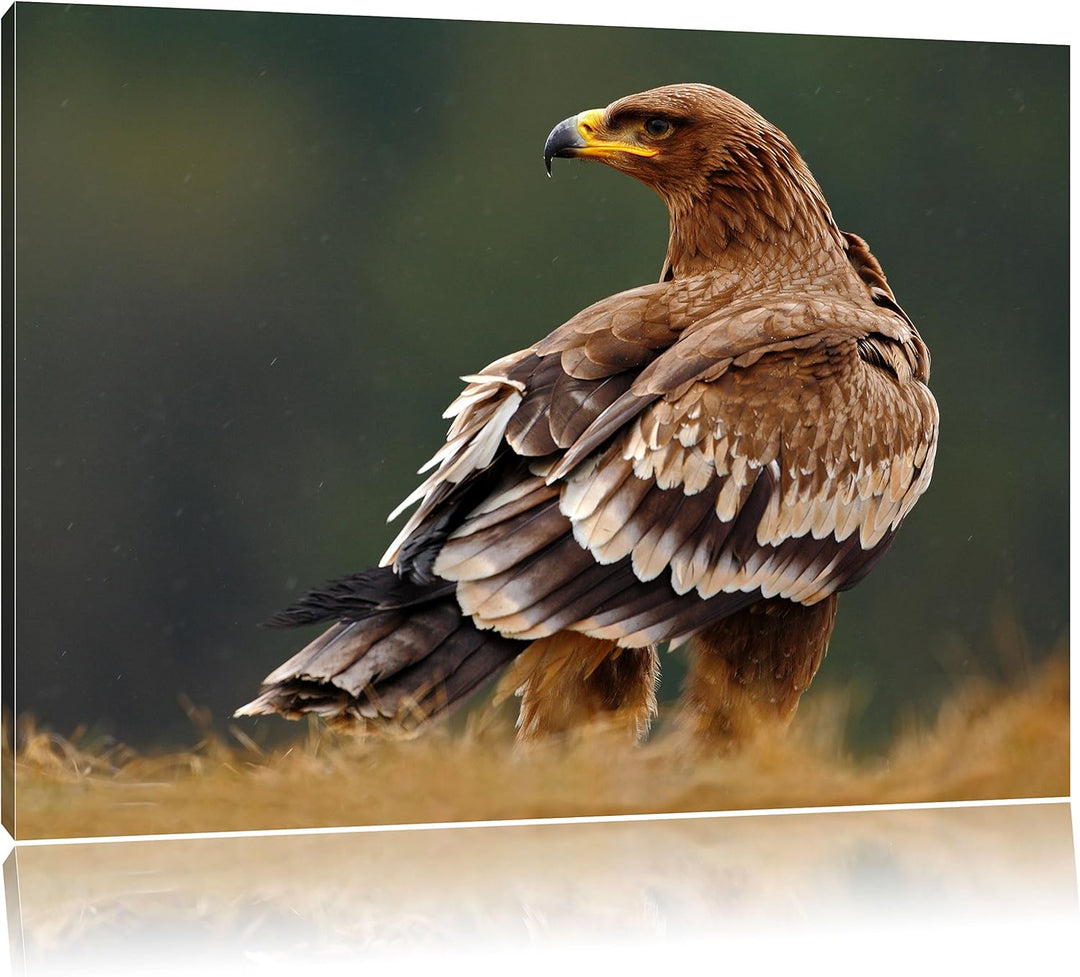 Pixxprint Einsamer Falke mit braunem Gefieder, Format: 100x70 auf Leinwand, 100x70