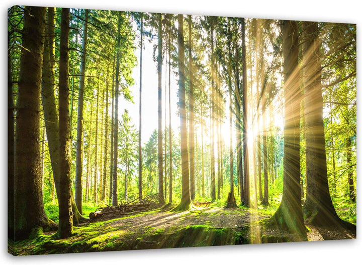 Feeby Bilder Wald Baum Sonne 70x50 cm Wohnzimmer Schlafzimmer Büro Flur Küche Wandbilder Modern Bild