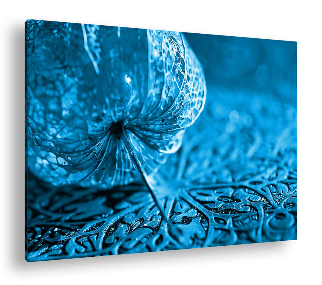 deyoli Herbstliche Lampionblume Format: 80x60 Effekt: Monocrome Blau als Leinwandbild, Motiv fertig