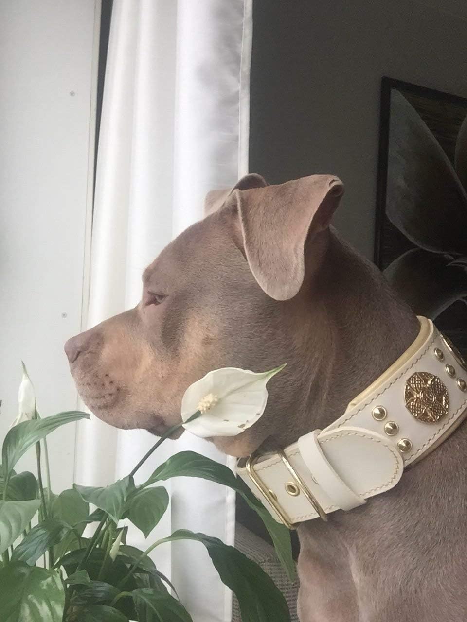 Bestia Maximus Weiss Echtleder Hundehalsband für grosse Hunde. 100% Leder. Weich gepolstert. 6,3 cm