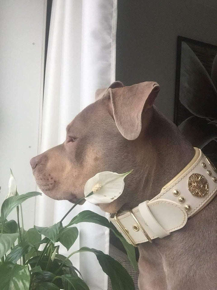 Bestia Maximus Weiss Echtleder Hundehalsband für grosse Hunde. 100% Leder. Weich gepolstert. 6,3 cm