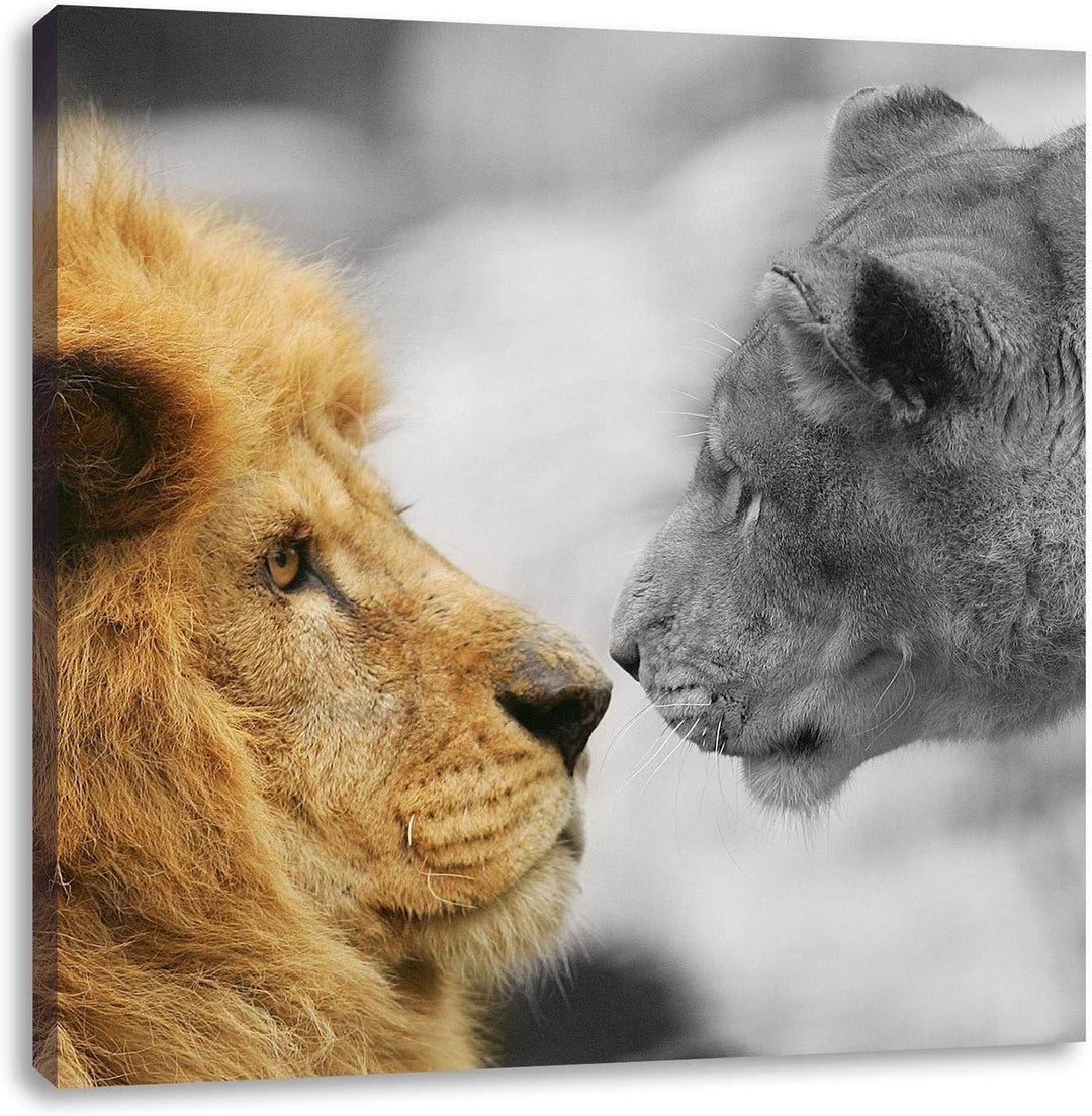 Pixxprint schönes verliebtes Löwenpaar schwarz/weiss, Format: 70x70 auf Leinwand, 70x70