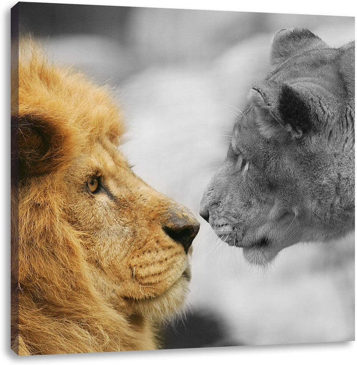 Pixxprint schönes verliebtes Löwenpaar schwarz/weiss, Format: 70x70 auf Leinwand, 70x70