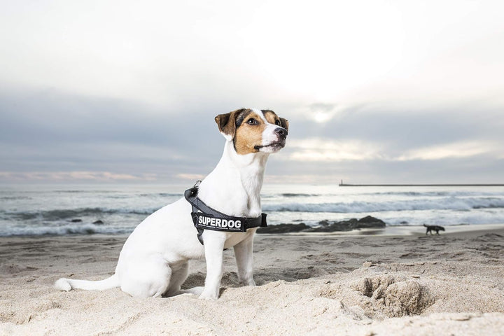 Julius-K9, Color & Gray, Beltgeschirr XS / Mini-Mini schwarz-grau, XS / Mini-Mini schwarz-grau