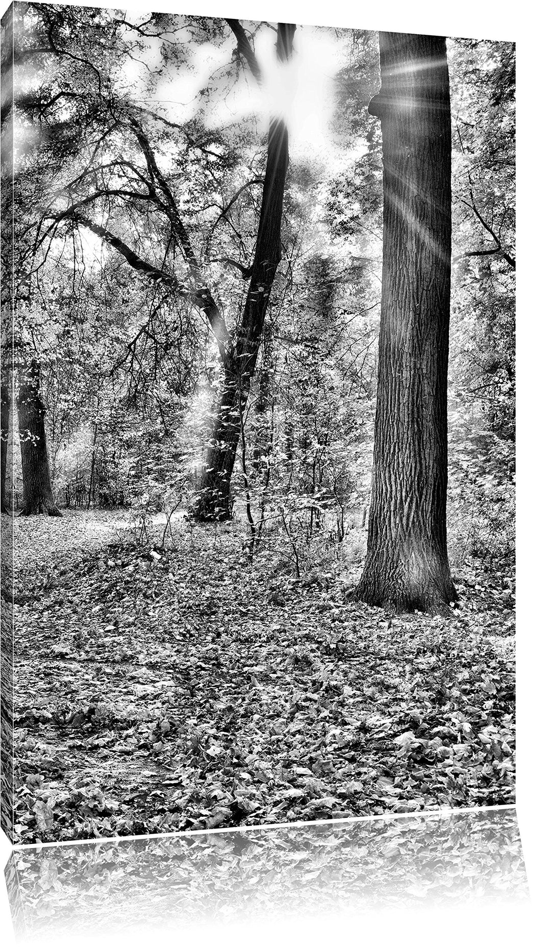 Pixxprint Sonnenstrahlen auf Waldlichtung als Leinwandbild/Grösse: 100x70 cm/Wandbild/Kunstdruck/fer