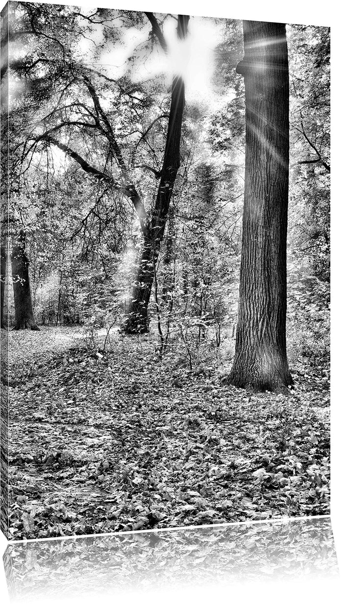 Pixxprint Sonnenstrahlen auf Waldlichtung als Leinwandbild/Grösse: 100x70 cm/Wandbild/Kunstdruck/fer