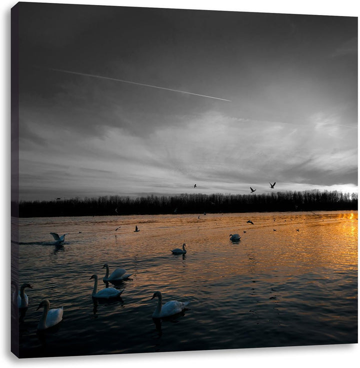 Pixxprint Weisse Schwäne im Sonnenuntergang schwarz/weiss, Format: 70x70 auf Leinwand, 70x70
